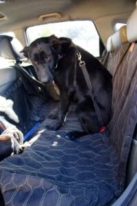 Safety first_Sophie wearing harness and Martingale collar restrained in car using seatbelt clip
