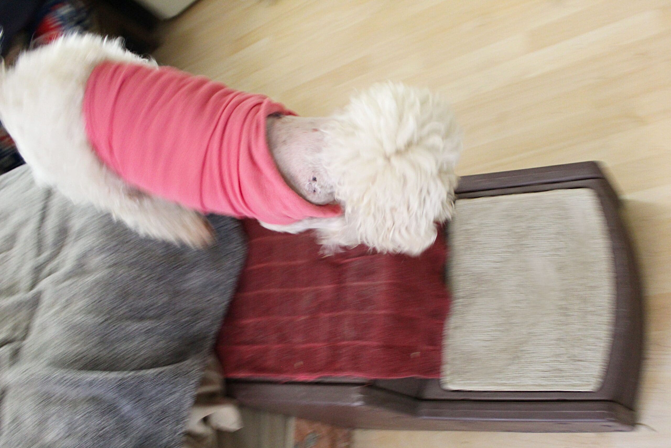 Safety first_Steve using ramp to get off bed 2 Rescue Ranch Inc.