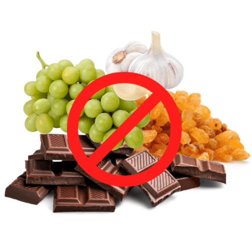 Safety first_examples of foods toxic to dogs Rescue Ranch Inc.