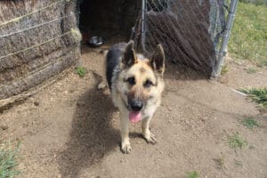 Older dog with special needs, Cleo