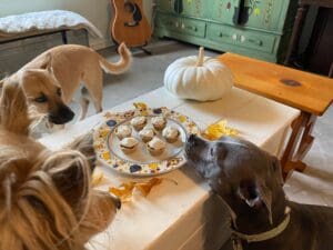 Pooches enjoying healthy Thanksgiving dog treats