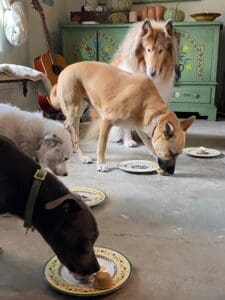 Pooches enjoying healthy Thanksgiving dog treats