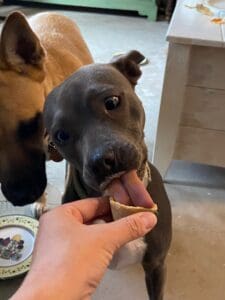 Pooches enjoying healthy Thanksgiving dog treats