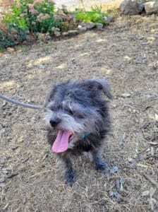 Older dog, Rosie at home