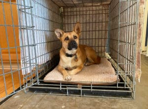 Crate Training_Frieda the shepherd relaxing in open doored crate