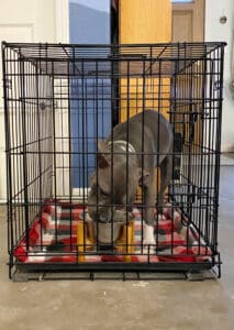 Crate Training_Gabby eating in crate