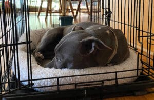 Crate Training_Gabby sleeping in crate CU