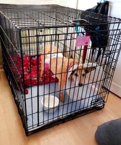 Crate Training_Recovering Herbie standing in closed crate