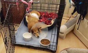 Crate Training_Herbie recovering door open