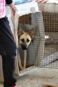 Crate Training_Kenna_Demonstarting crate skills