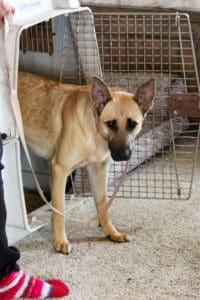 Crate Training_Kenna_Demonstarting crate skills