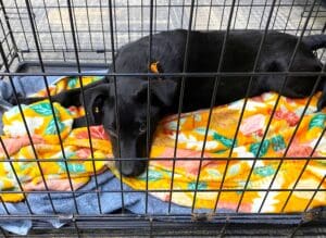 Puppies puppies puppies, black puppy resting in crate