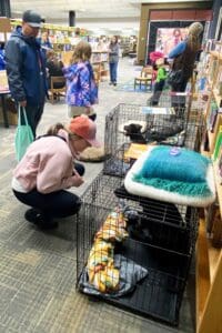 visitors checking out pups in crates