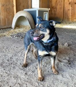 Scared dog_Harness-free Mindy back in her yard