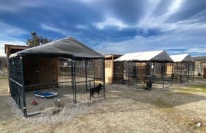 Puppy Town at Rescue Ranch Sanctuary in Big Springs