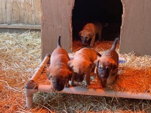 Rescue Puppies_young puppy litter_