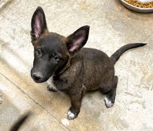 Rescue dog_Lu puppy shot