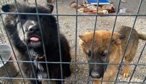 Rescue puppies_2 pups through puppy shed fencing