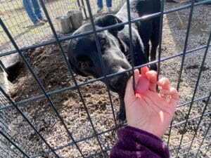 Rescue puppies_Older pup licking Ali hand through puppy shed fencing