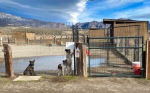 Rescue puppies_Older pups at playard fence