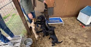 Rescue puppies_Puppies greating staff entering enclosure