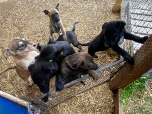 Rescue puppies_Puppies swarming the gate of their enclosure