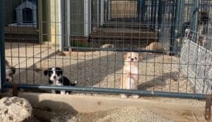Rescue puppies_Tiny pups in whelping shed outdoor space