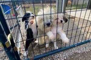 Rescue puppies_mom and pups in whelping shed yard