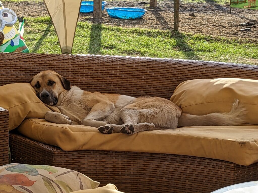 Rocky-on-furniture-comfy-spot