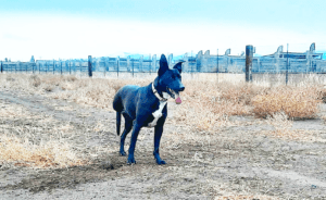 Special needs dogs_Lydia