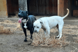 Special needs dogs_Lydia and Rodeo standing close