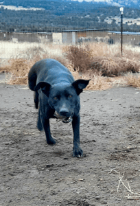 Special needs dogs_Lydia carrying ball