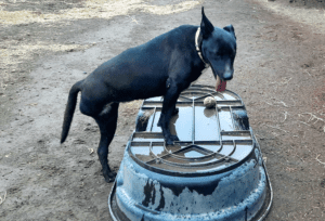 Special needs dogs_Lydia pausing on obstacle while while playing with ball