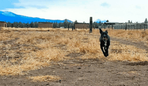 Special needs dogs_Lydia running back with ball