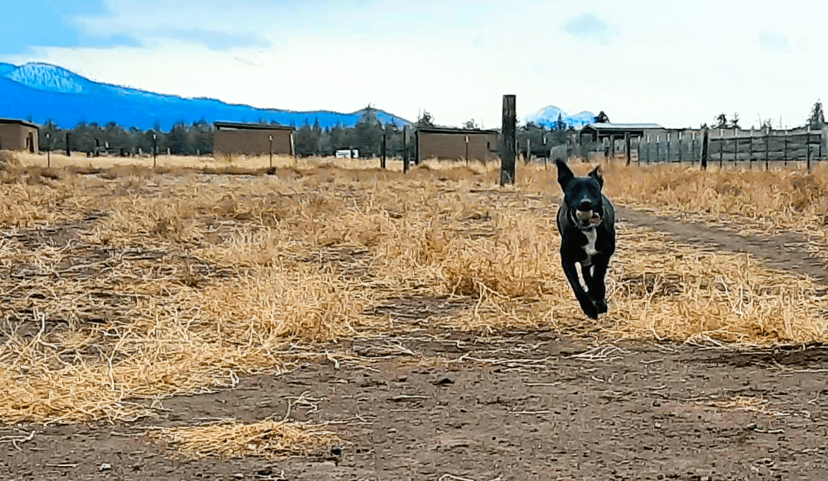 Special needs dogs_Lydia running back with ball