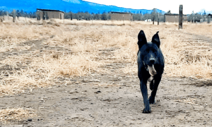 Special needs dogs_Panting Lydia walking toward cam