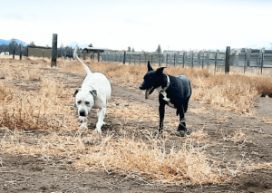 Special needs dogs_Rodeo and Lydia out together