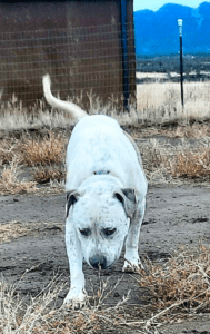 Special needs dogs_Rodeo sniffing ground walking toward cam