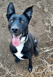 Special needs dogs_Sitting Lydia looking up at camera