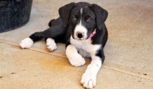 Border Collie Mix pup