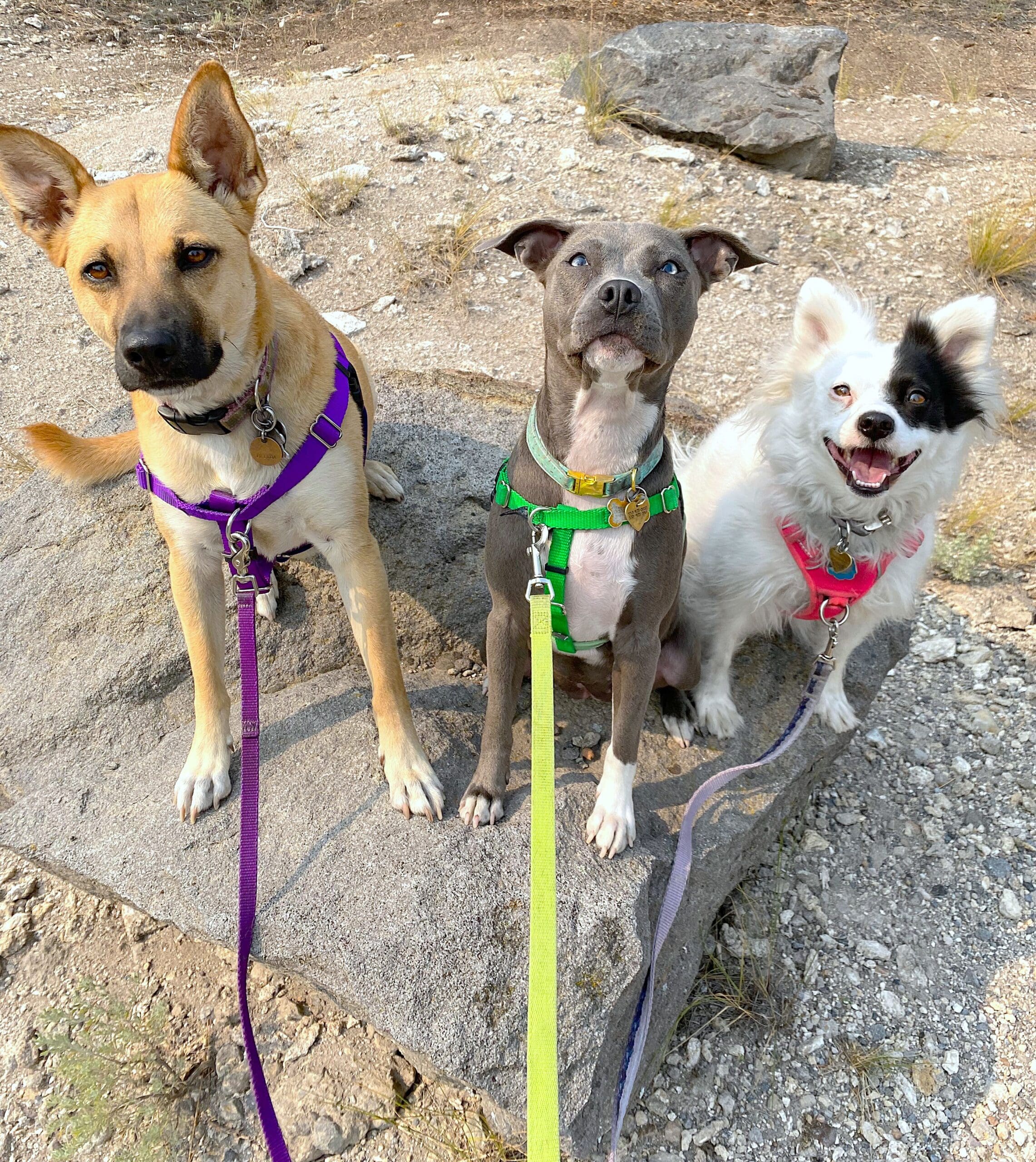 Love Pets_Three dog pack on leash Rescue Ranch Inc.