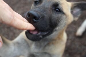 Puppy Teeth_Adolescent tan shep puppy mouthing hand