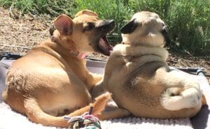 Puppy teeth_Older shepherd pup play biting adult pug