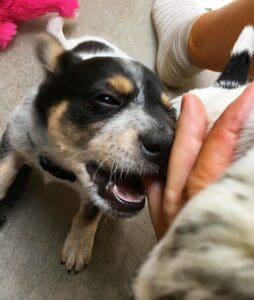 Puppy teeth_Puppy biting fingers_
