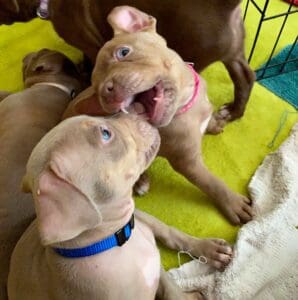 Puppy teeth_Roughhousing_Pittie_puppies