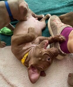 Puppy teeth_Roughhousing_Pittie_puppies