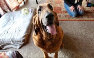 Woody Bloodhound Sitting portrait