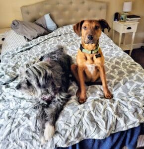 Foster dogs, Basil and Indiana on foster's bed