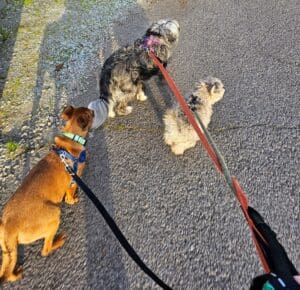 Foster dogs, Basil and housemates out on leash walk