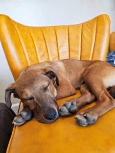 Foster dogs, Basil asleep on yellow chair